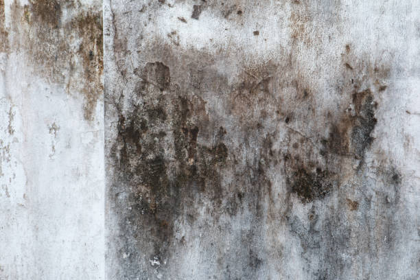 Reliable Fairfield, IA Mold Removal Solutions