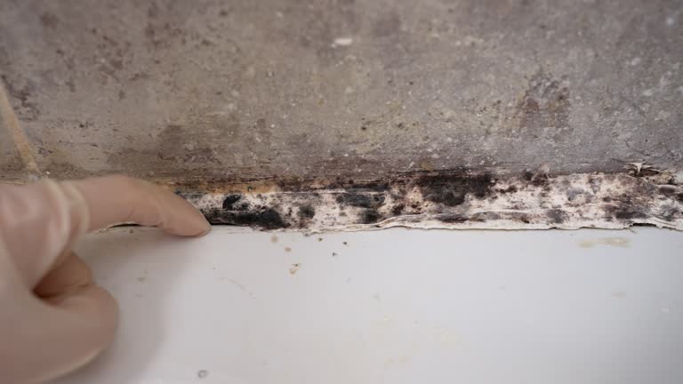 Best Airborne Mold Testing  in Fairfield, IA